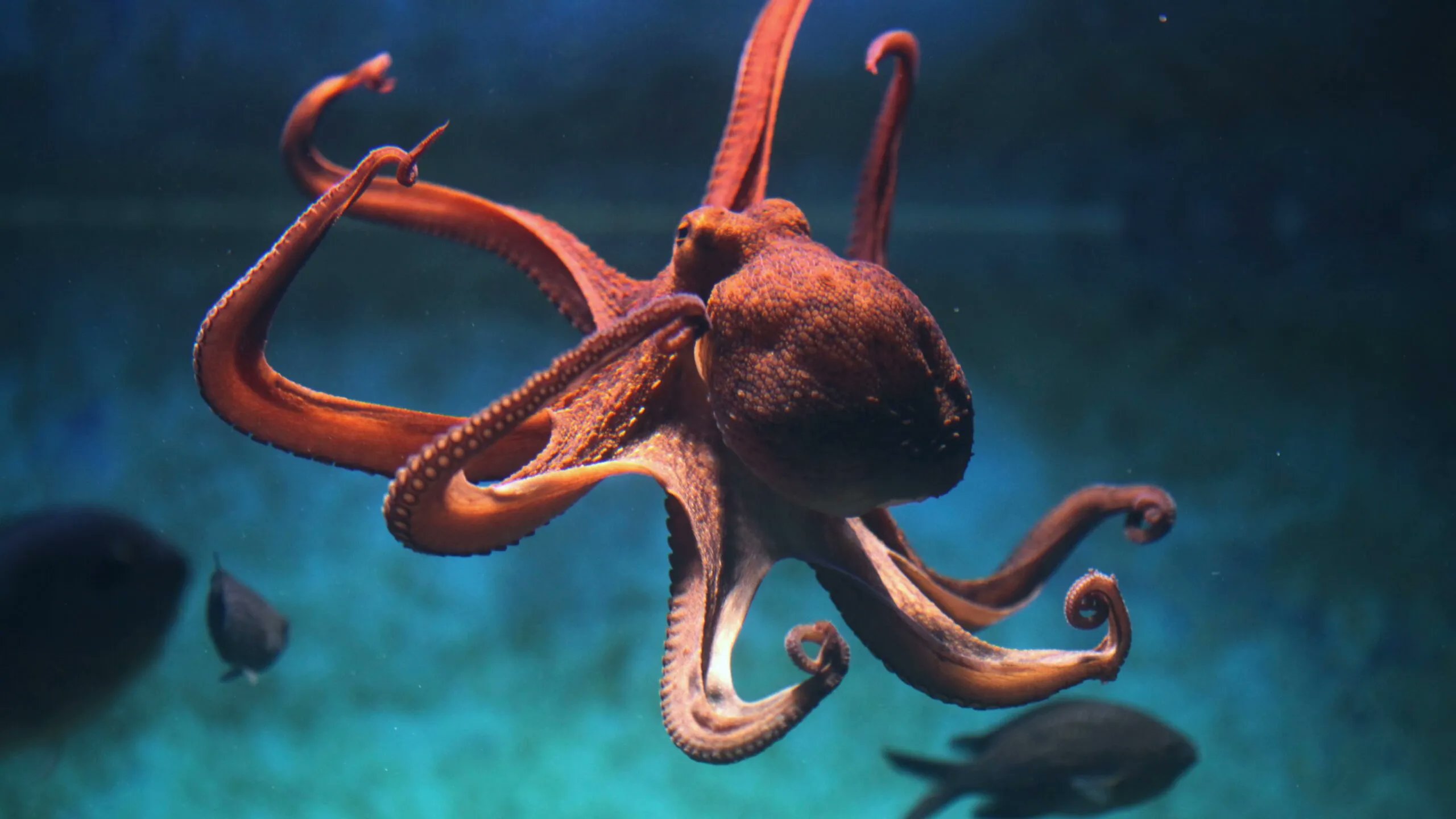 octopus