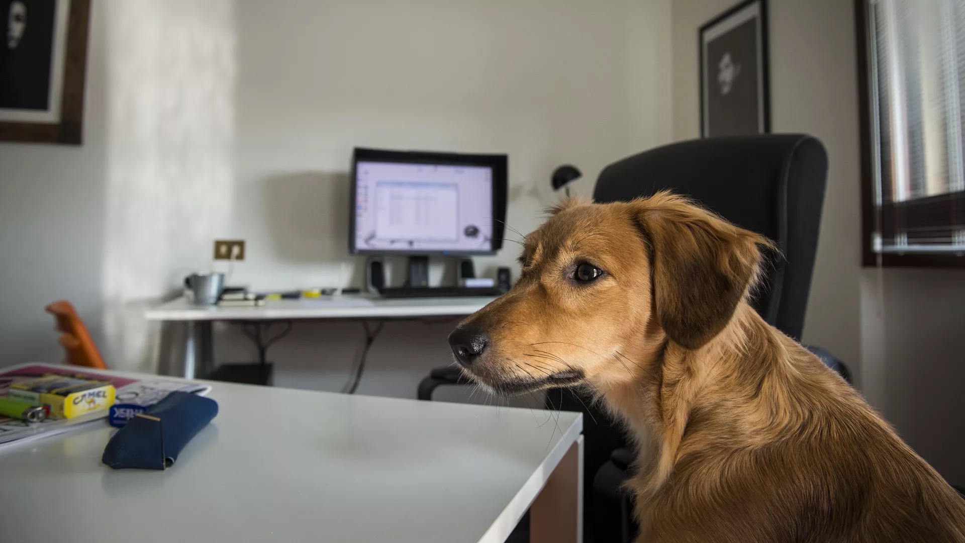 dog at desk